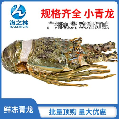 青龙虾 冻青龙仔200/300/400/500克 冷冻海鲜青龙水产品批发零售
