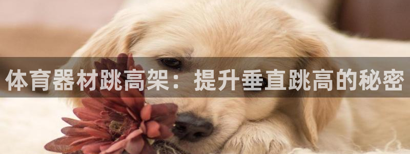 星娱乐online音乐：体育器材跳高架：提升垂直跳高